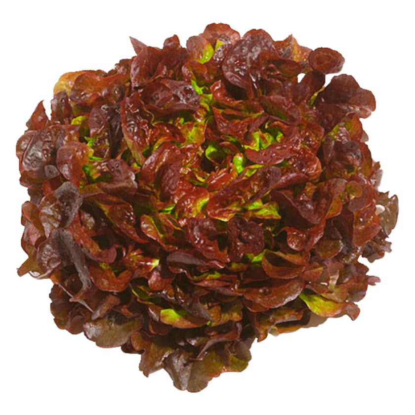 Roter Eichblattsalat aus der Region